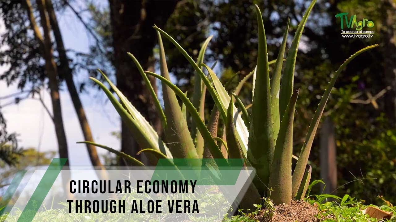 Veracetics bets on the Aloe vera, a green and circular economy